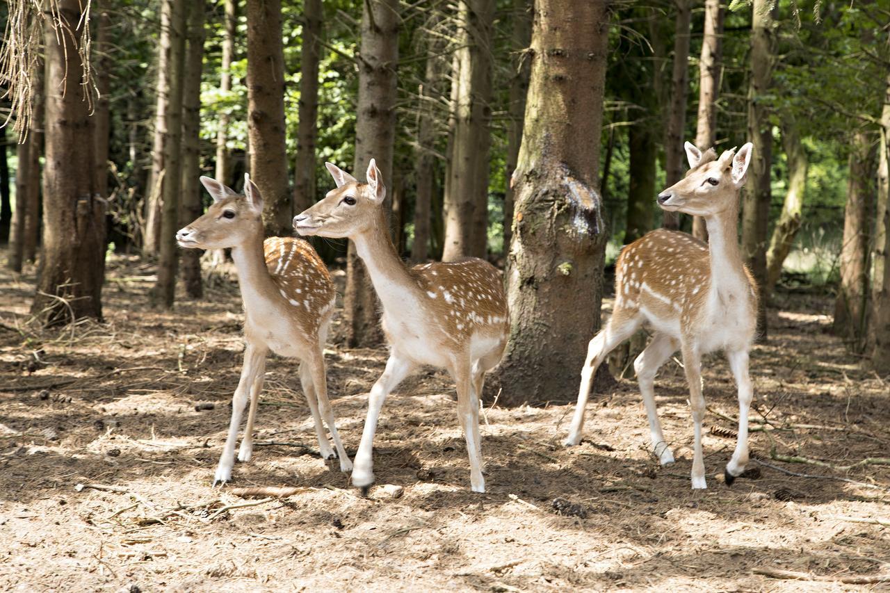 De Vrolijcke Bosmuis Bed & Breakfast แบร์คเอค ภายนอก รูปภาพ