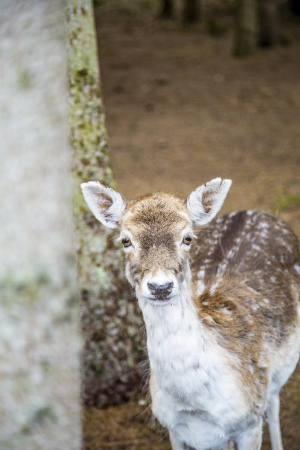 De Vrolijcke Bosmuis Bed & Breakfast แบร์คเอค ภายนอก รูปภาพ
